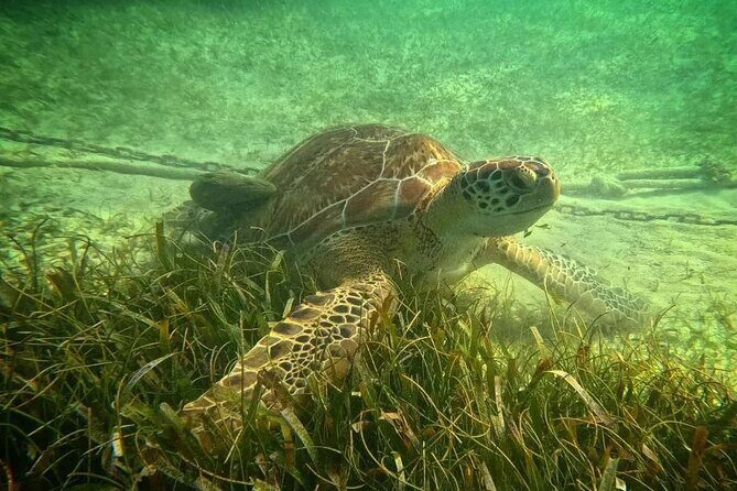 Playa del Carmen Tour Akumal Swimming With Turtles And Lagoon Yal Ku - Who Will Love This Tour?