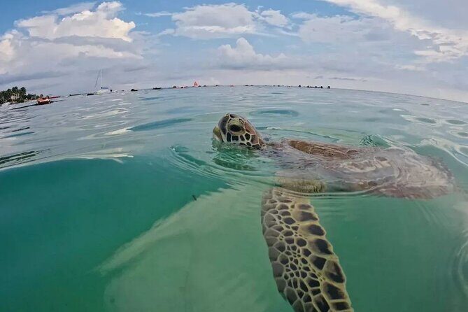 Playa del Carmen Tour Akumal Swimming With Turtles And Lagoon Yal Ku - Final Thoughts