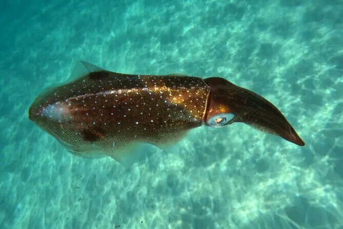 Playa del Carmen Tour Akumal Swimming With Turtles And Lagoon Yal Ku - FAQ