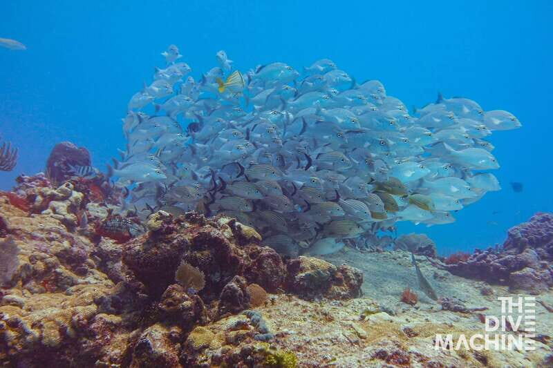 Playa del Carmen: Try Scuba Diving - No Experience Required - Final Thoughts