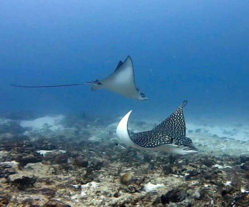 Playa del Carmen: Two Reefs Dives for Certified Divers - Key Points
