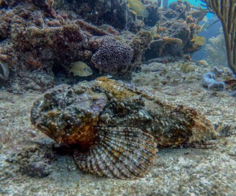 Playa del Carmen: Two Reefs Dives for Certified Divers - Exploring Playa del Carmen’s Underwater Treasures