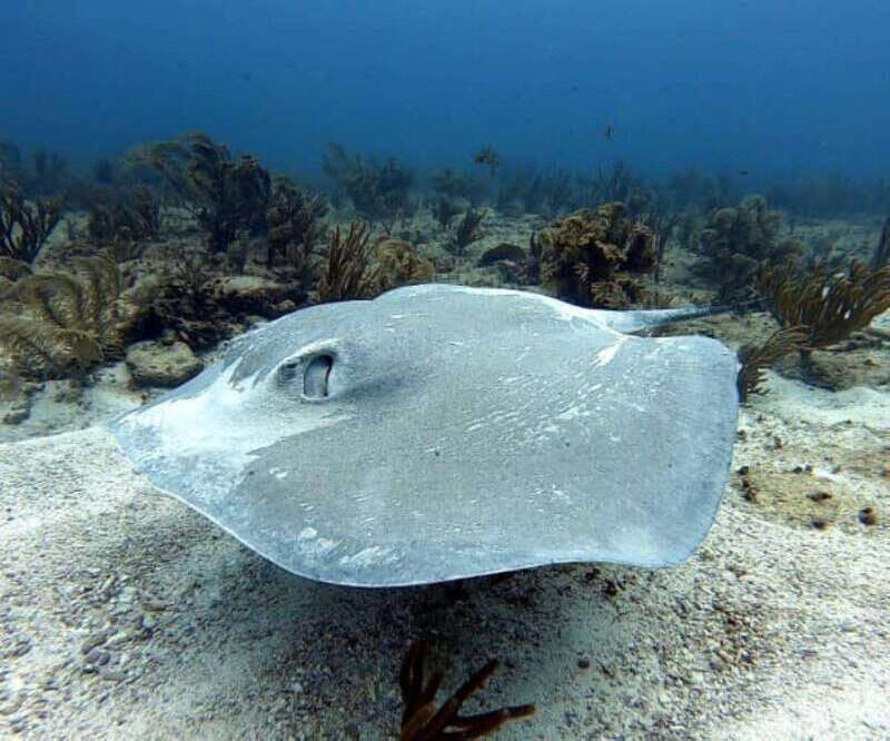 Playa del Carmen: Two Reefs Dives for Certified Divers - The Value of Guided Diving