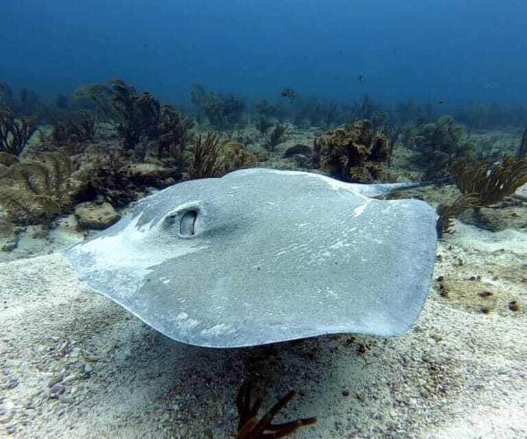 Playa del Carmen: Two Reefs Dives for Certified Divers - Practical Tips for Participants