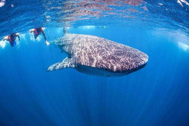 Playa del Carmen:Whale shark Experience in the Caribbean Sea - Final Thoughts