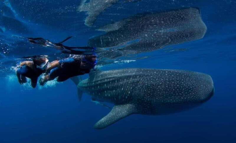 Playa del Carmen:Whale shark Experience in the Caribbean Sea - FAQs