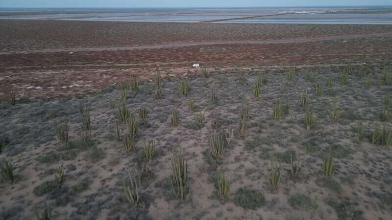Playa el Cardonal: tour and sandboarding activity in the dunes of Sahuimaro - Key Points