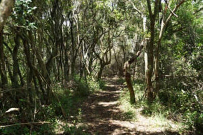 Plettenberg: 2-Hour Zipline Tour - An In-Depth Look at the Plettenberg Zipline Experience
