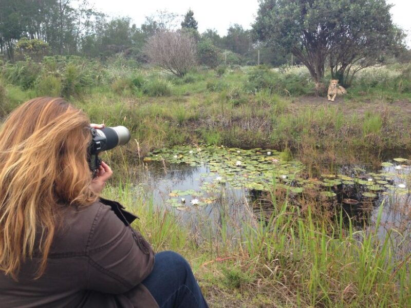 Plettenberg Bay: Cats in Conservation Full Day Tour - Introduction: What’s Special About This Tour?