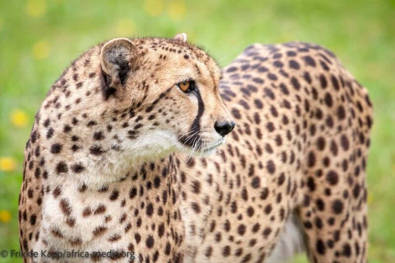 Plettenberg Bay: Cats in Conservation Full Day Tour - The Human Side: Guides and Staff
