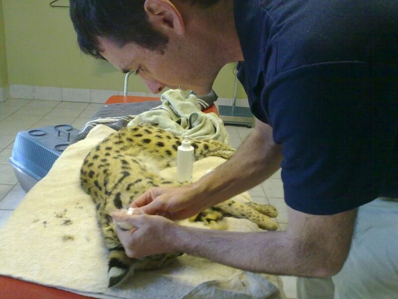 Plettenberg Bay: Cats in Conservation Full Day Tour - Practical Tips for Visitors