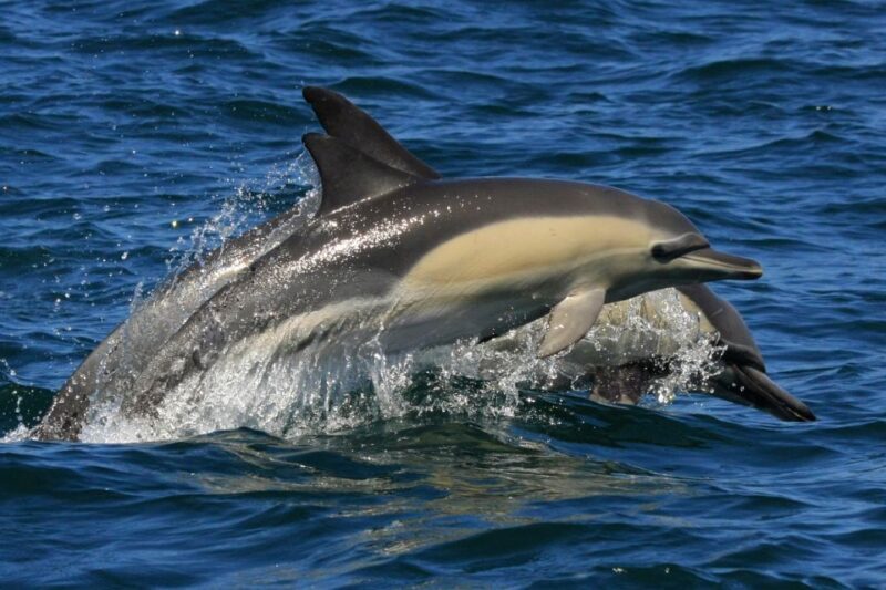 Plettenberg Bay: Dolphin and Marine Boat Tour - Who Should Consider This Tour?