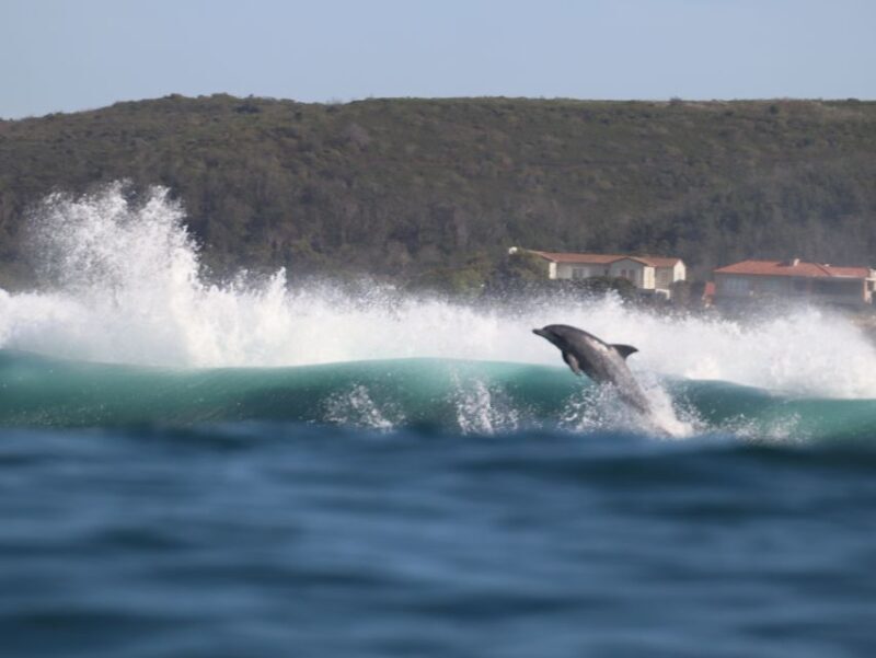 Plettenberg Bay: Dolphin and Marine Boat Tour - Frequently Asked Questions