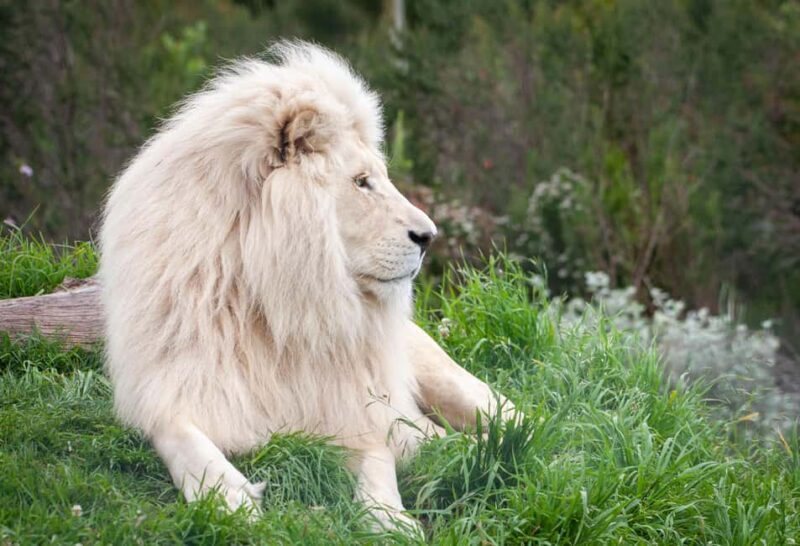 Plettenberg Bay: EcoKidz Family Wildlife Tour - FAQ
