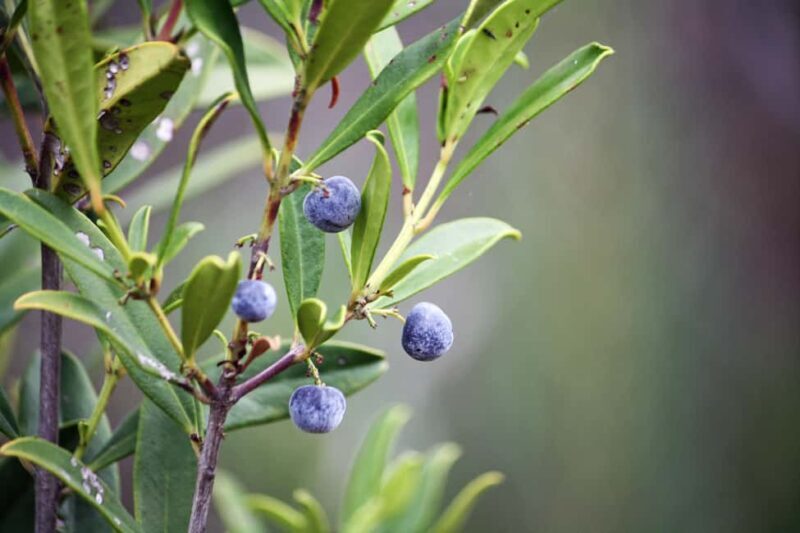 Plettenberg Bay: Full Day Wildlife and Wellness Package - The Sum Up