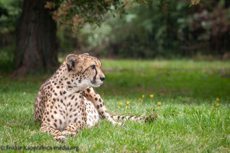 Plettenberg Bay: Private Guided Wildlife Photography Tour - Who Will Appreciate This Tour?