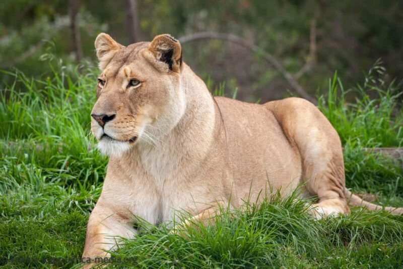 Plettenberg Bay: Private Guided Wildlife Photography Tour - FAQ