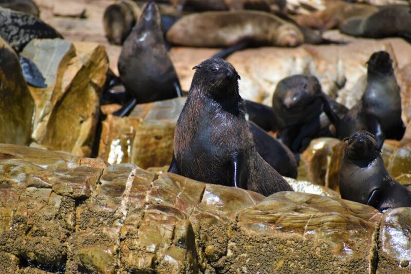 Plettenberg Bay: Seal Colony Viewing Excursion - Key Points