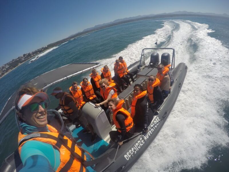 Plettenberg Bay: Seal Colony Viewing Excursion - An In-Depth Look at the Seal Colony Viewing Excursion