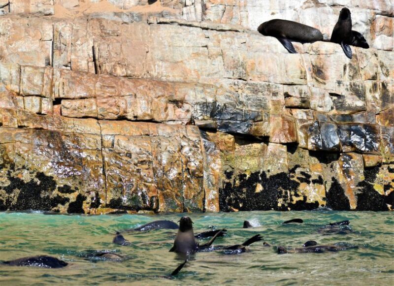 Plettenberg Bay: Seal Colony Viewing Excursion - The Sum Up