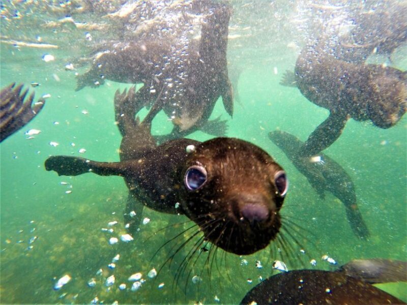 Plettenberg Bay: Seal Colony Viewing Excursion - FAQ
