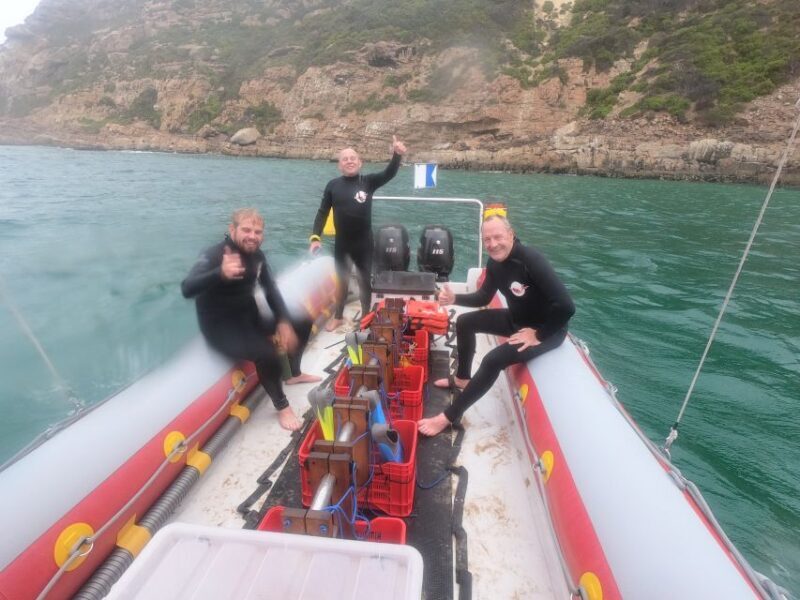 Plettenberg Bay: Seal Swimming Experience - Key Points