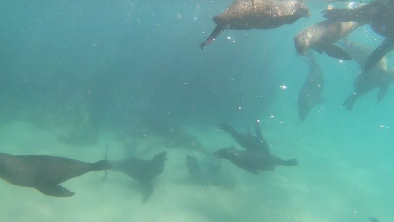 Plettenberg Bay: Seal Swimming Experience - Who Should Consider This Tour?