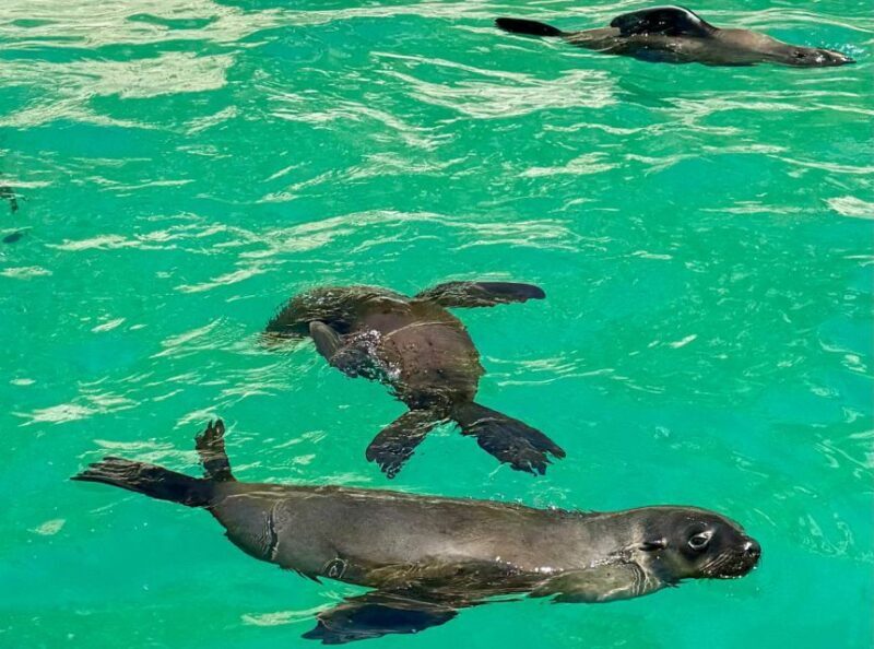 Plettenberg Bay: Seal Viewing Boat Trip - FAQ