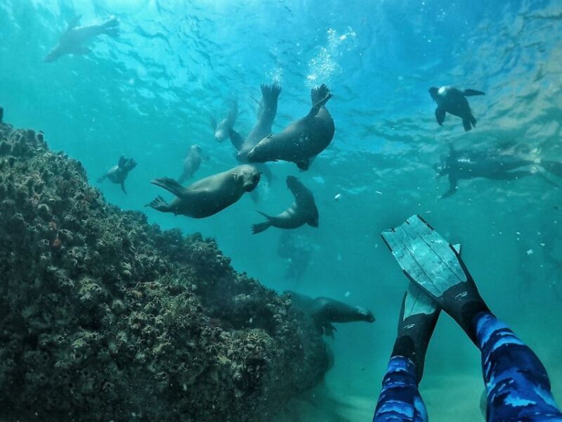 Plettenberg Bay: Swim with Seals - An In-Depth Look at the Experience
