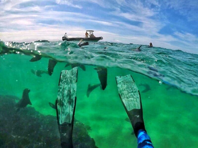 Plettenberg Bay: Swim with Seals - Practical Tips for Travelers
