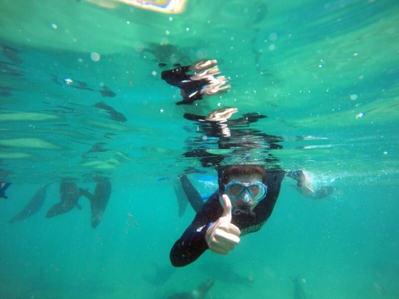 Plettenberg Bay: Swim with Seals - The Sum Up: Who Will Love This?
