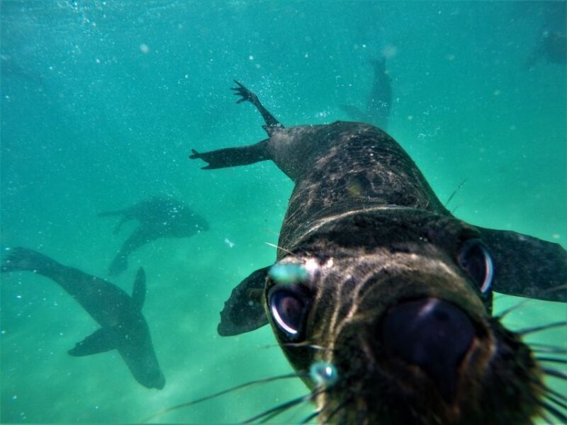 Plettenberg Bay: Swim with Seals - FAQ
