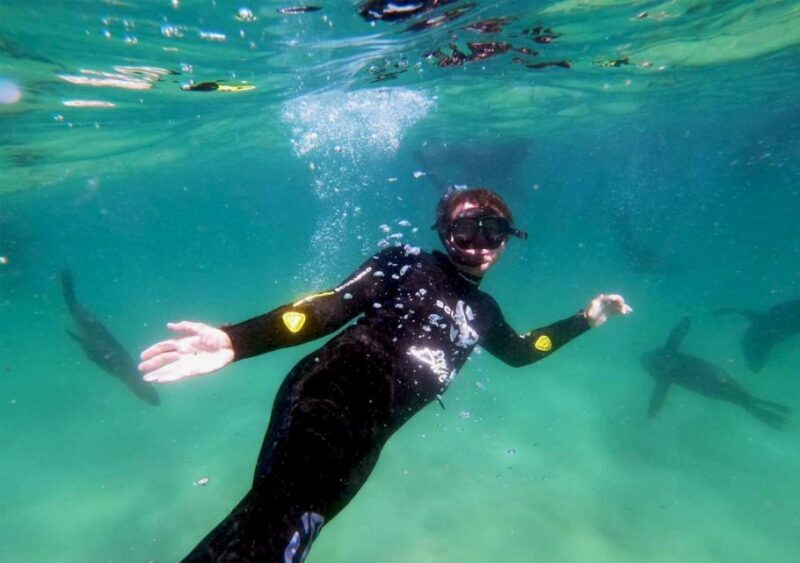 Plettenberg Bay: Swim with the Seals - Key Points