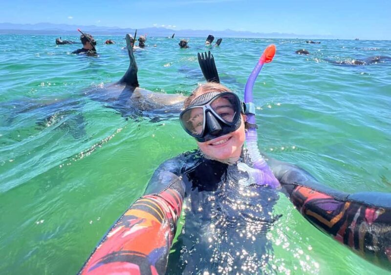 Plettenberg Bay: Swim with the Seals - An In-depth Look at the Experience