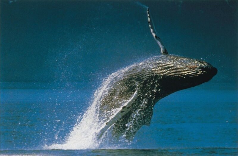 Plettenberg Bay: Whale-Watching Cruise - Key Points