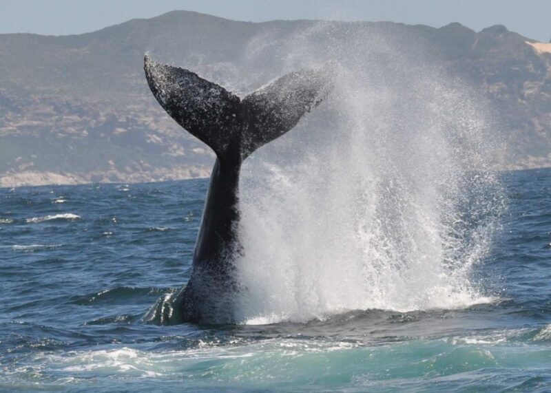 Plettenberg Bay: Whale-Watching Cruise - An In-Depth Look at the Plettenberg Bay Whale-Watching Cruise