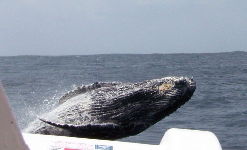 Plettenberg Bay: Whale-Watching Cruise - The Sum Up: Is It Worth It?