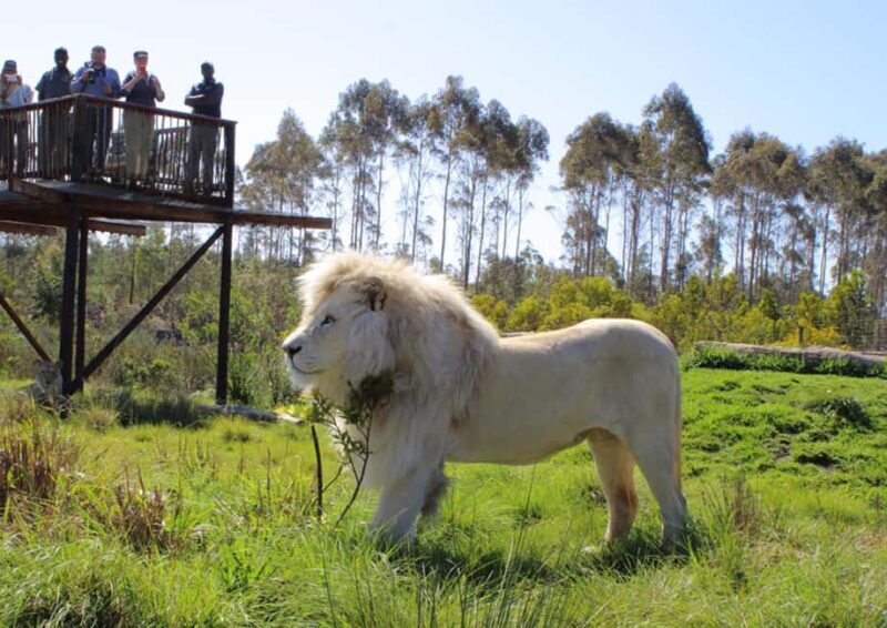 Plettenberg Bay: Wild Cat and Wildlife Guided Tour - What to Expect from the Tour