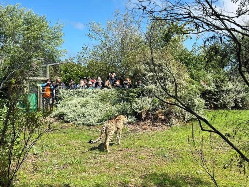 Plettenberg Bay: Wild Cat and Wildlife Guided Tour - Authentic Feedback from Visitors