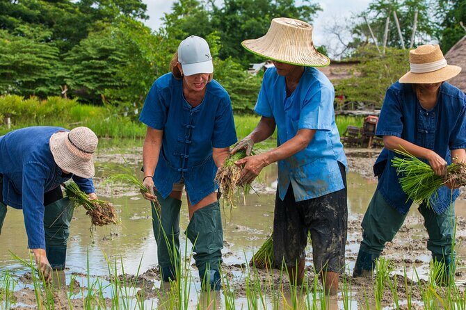 Plough to Plate: Be A Rice Farmer in Phetchaburi from Hua Hin - Key Points