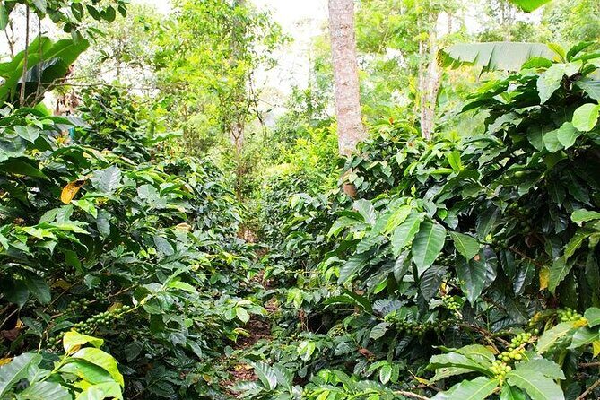 Pluma Hidalgo Coffee Experience - Logistics and Practical Details