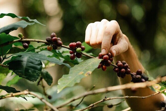 Pluma Hidalgo Coffee Experience - Why This Tour Is Worth Considering