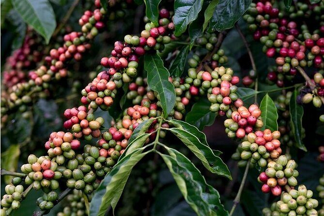 Pluma Hidalgo Coffee Experience - Final Thoughts