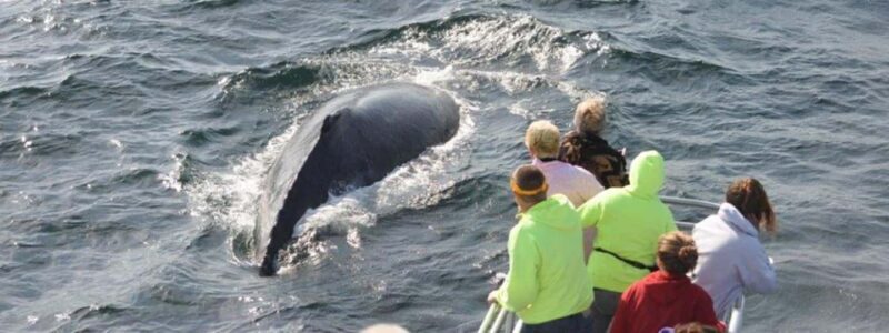 Plymouth: Whale Watching Cruise - Key Points