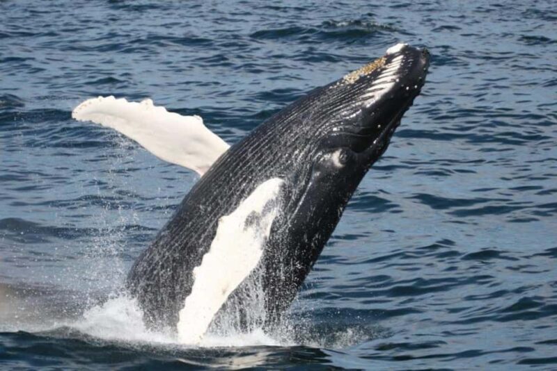 Plymouth: Whale Watching Cruise - An Introduction to a Marine Adventure