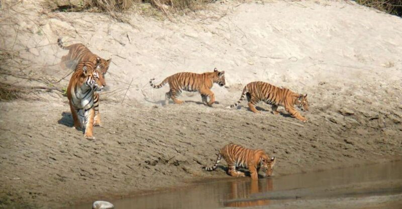 Pokhara: 1 Night 2 Day Chitwan Safari Tour - Authenticity and Value – Is It Worth It?
