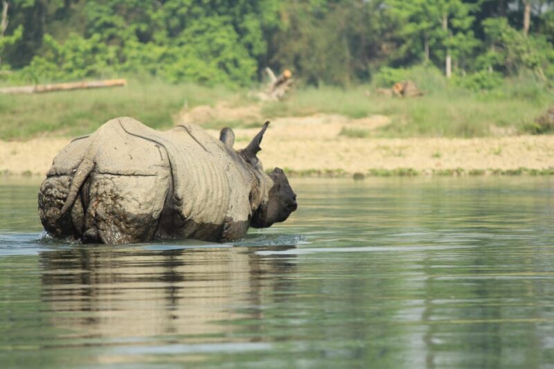Pokhara : 4 Day Lumbini and Chitwan Safari Tour By Car - Why Choose This Tour? A Well-Rounded Nepal Adventure