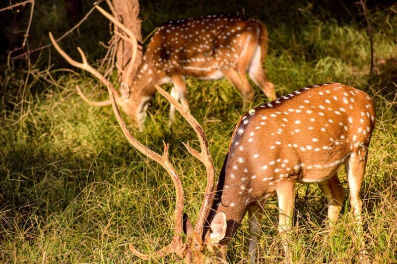 Pokhara : 4 Day Lumbini and Chitwan Safari Tour By Car - Day 2: Lumbini’s Sacred Sites and Travel to Chitwan