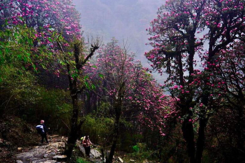 Pokhara: 4-Day Poon Hill and Ghandruk Guided Trek - Transportation and Logistics