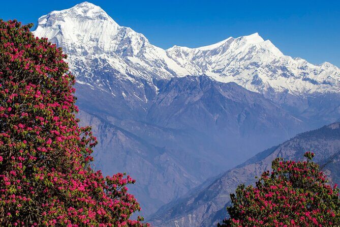Pokhara: 4 Days Poon Hill and Ghandruk Trek - The Sum Up: Is This Trek Right for You?
